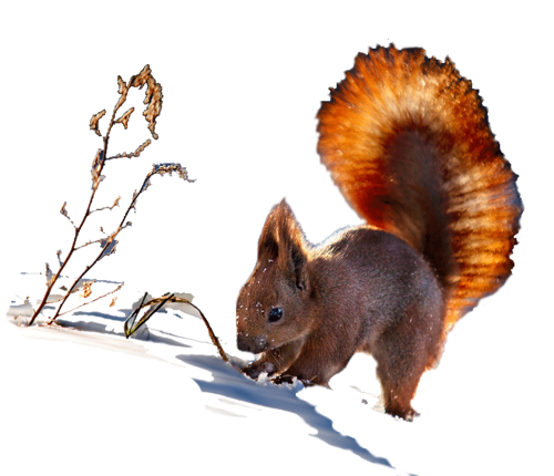 őszi állatok_4.png